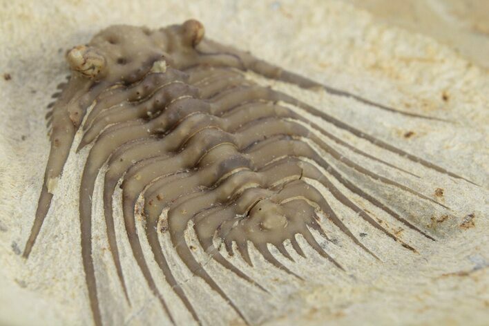 Spiny Trilobite (Kettneraspis) - Black Cat Mountain, Oklahoma #241415